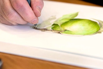 Holiday Botanical Art in Colored Pencil